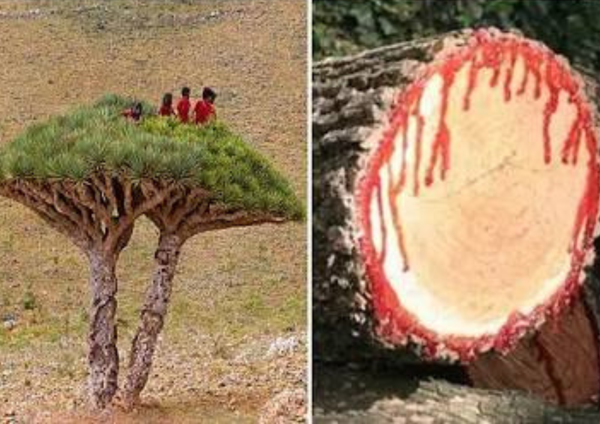 Dracaena Cinnabari – The Dragon Blood Tree: Facts, History & Conservation