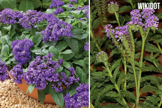 Heliotrope: The Fragrant Flower That Follows the Sun